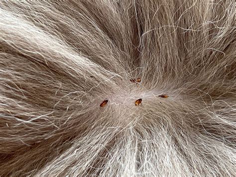 why do i have fleas but no pets